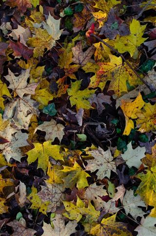 Guide til køb af en effektiv løvsuger fra haveverden dk